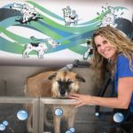 Camelot Car & Dog Wash