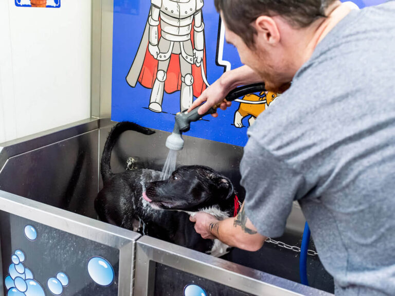 Camelot Car & Dog Wash